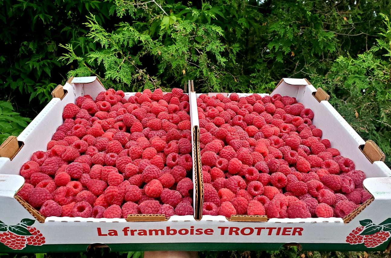 Framboises du Qc