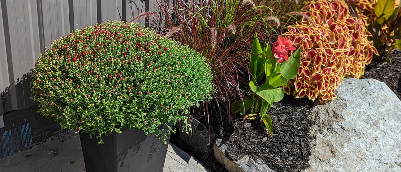 Chrysanthème d'automne