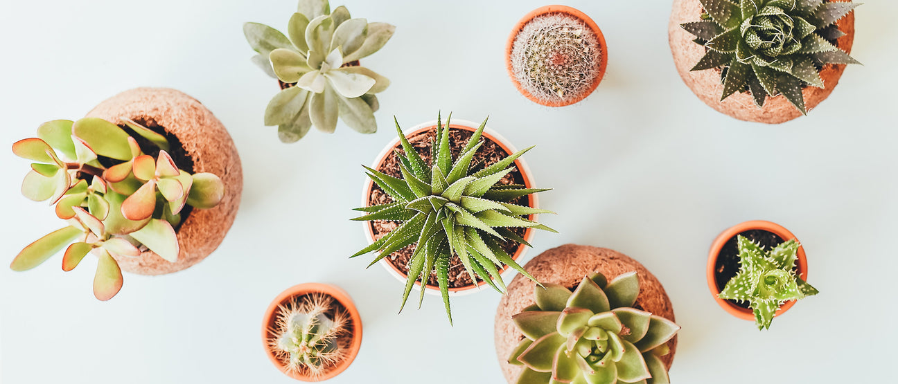 Plantes succulentes et cactus