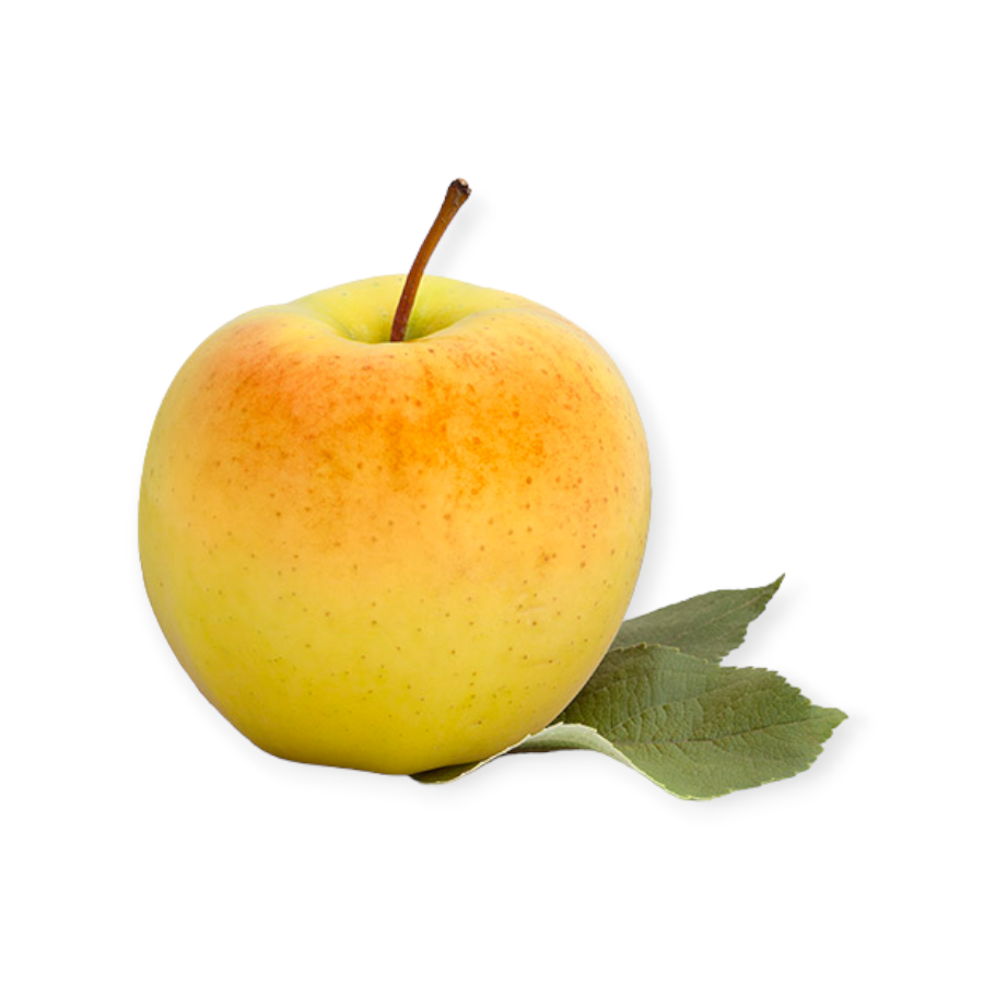 Pomme jaune GINGER GOLD