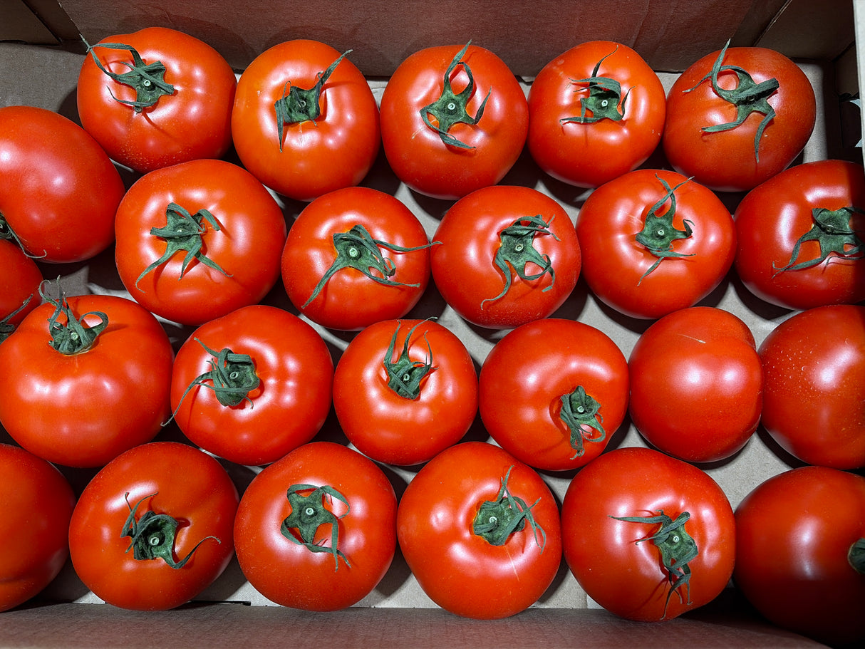 Tomate rouge BRILLANTE - Petite