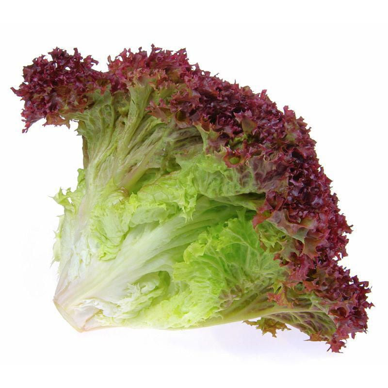 Laitue frisée verte du Québec