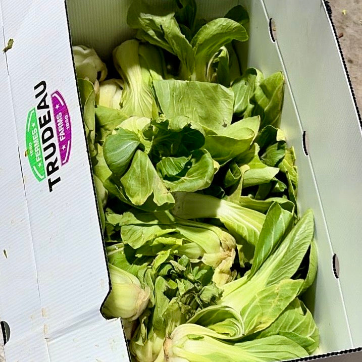 *Bok Choy *IMPARFAITS* - 1lb