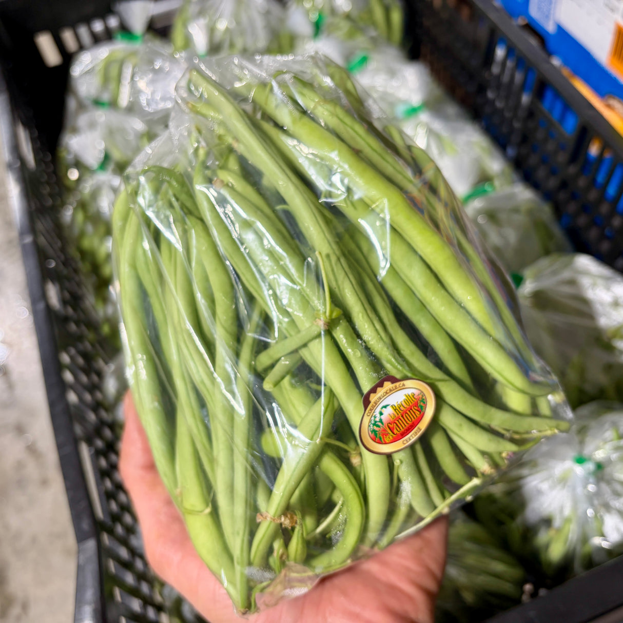Haricots verts locaux - 1Lb