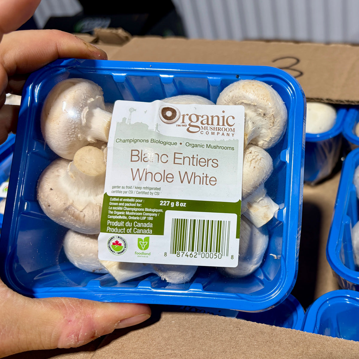 Champignons BIO 8oz *LIQUIDATION*