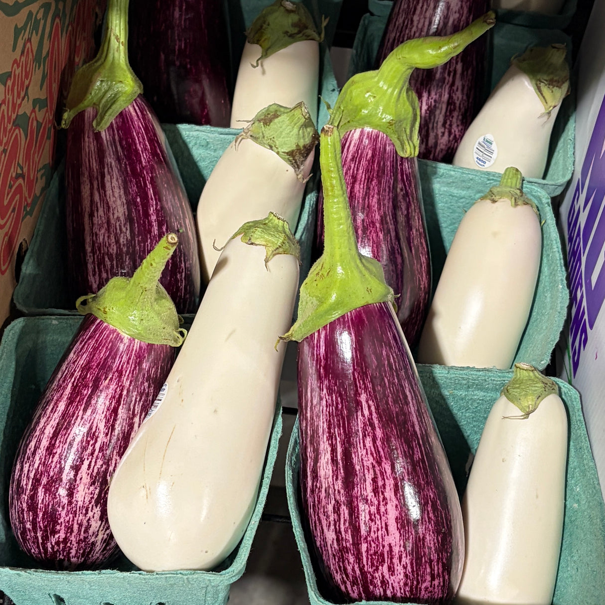 Aubergine Blanche et Graffiti (2)
