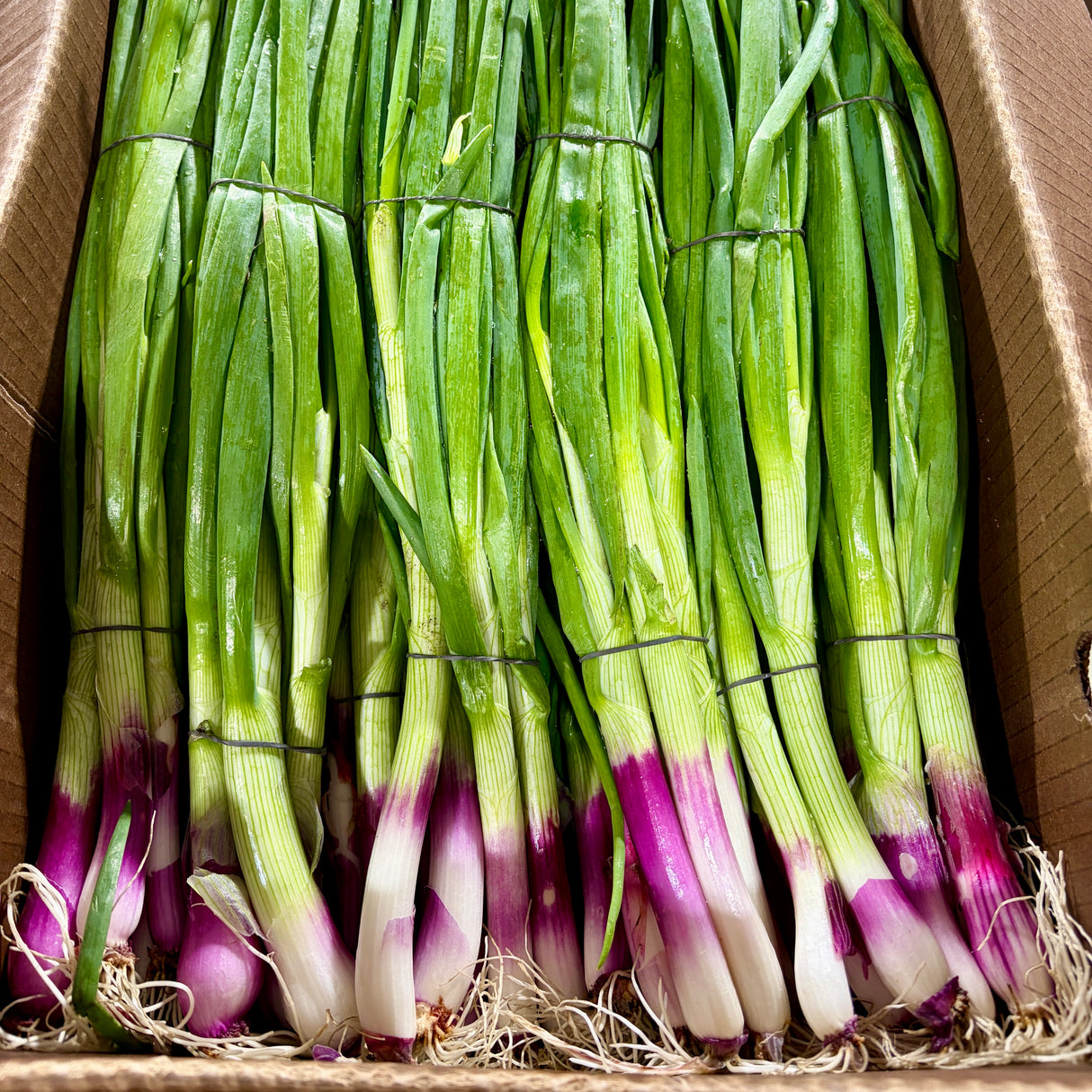 Oignons verts longs - ROUGES