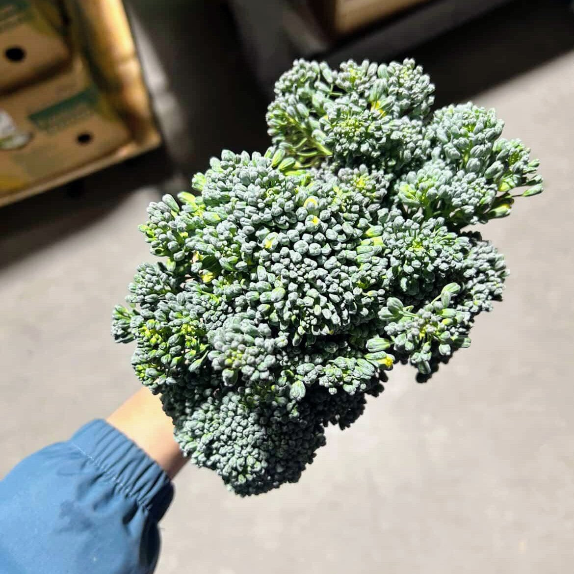 Broccolinis tendres - Bouquet 250g