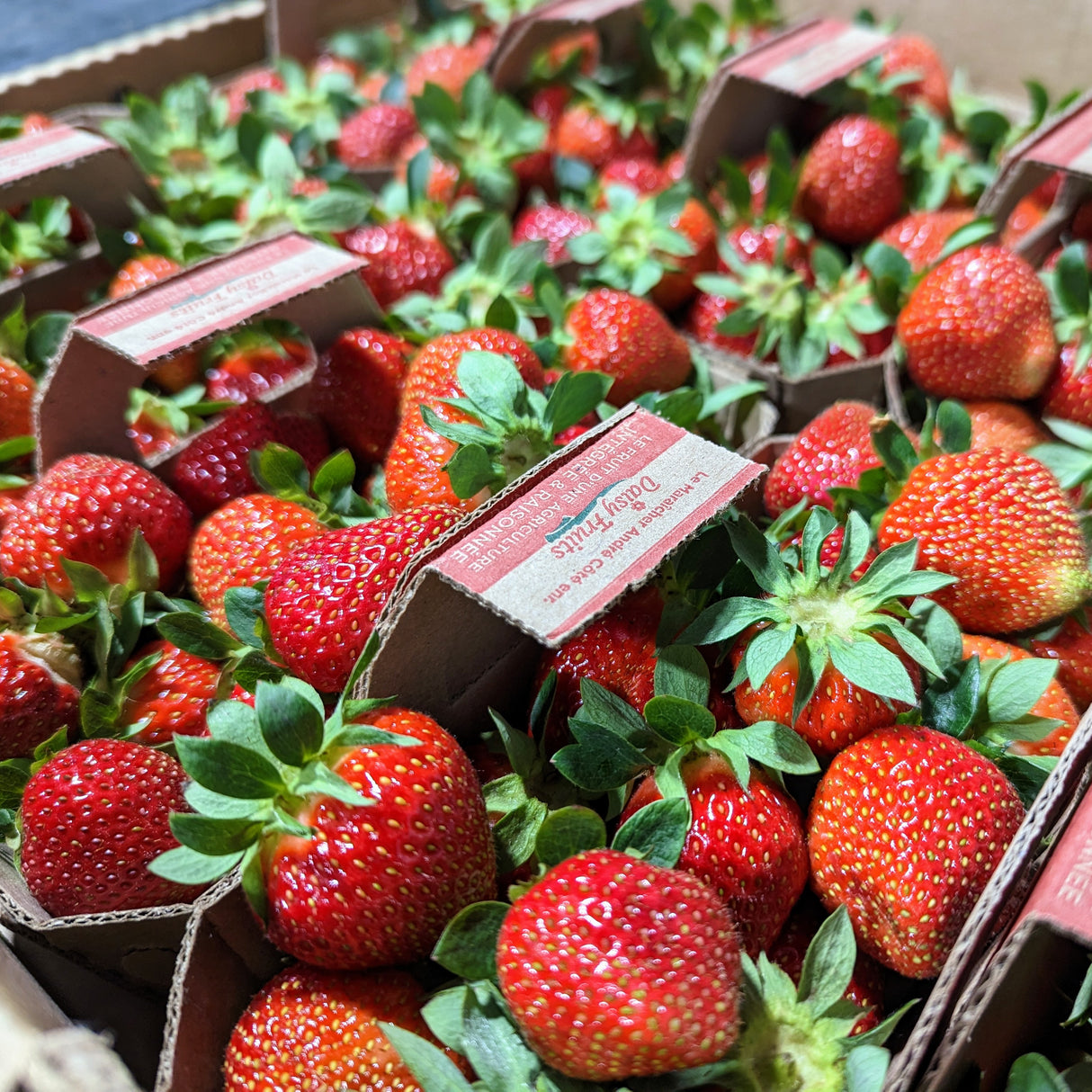 Fraises de champs - CRATE COMPLET (10)