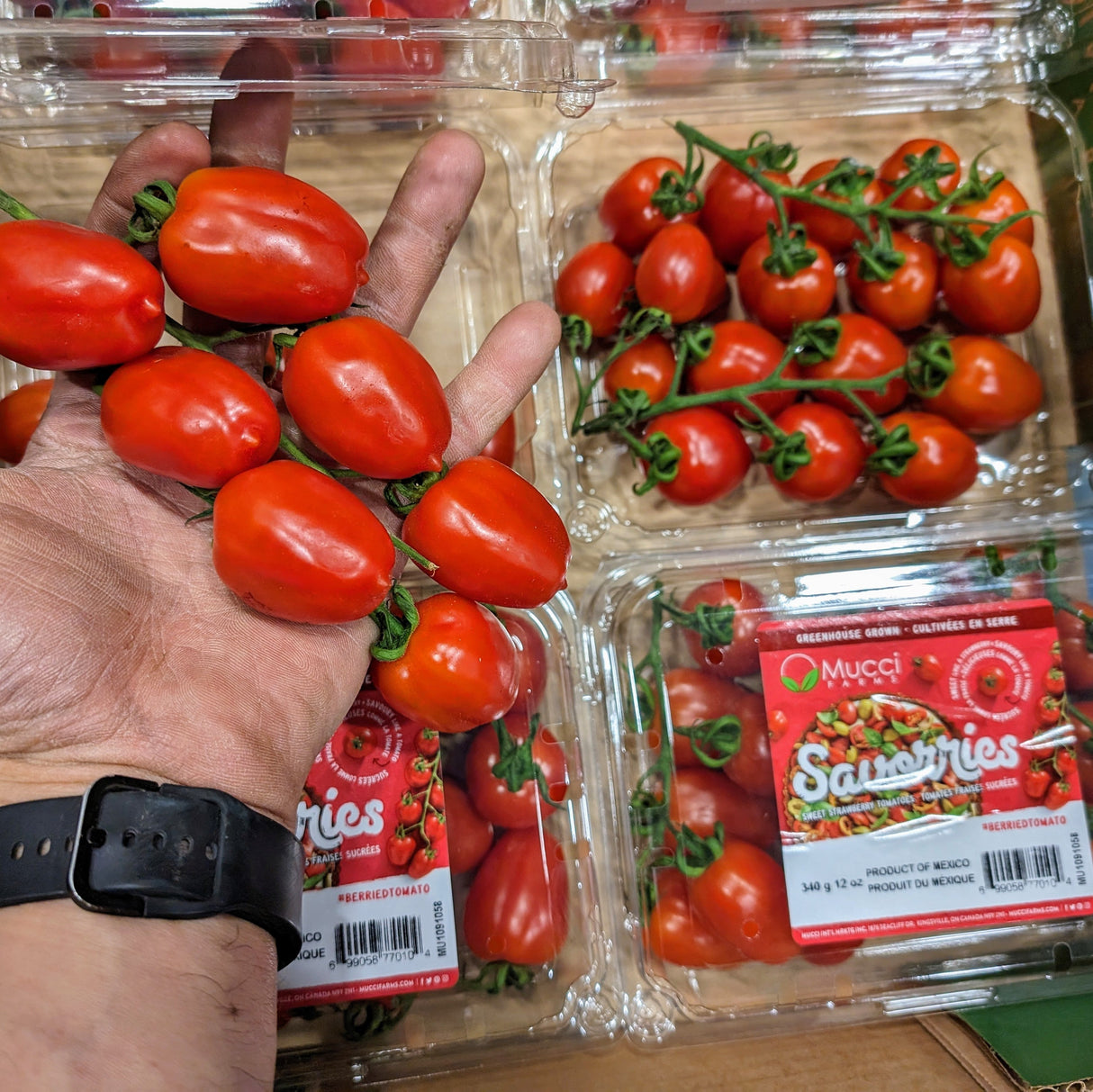Tomates cerises COUELURS sur vigne - 340g