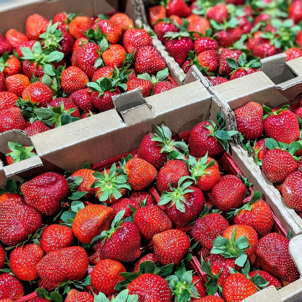 Fraises de champs - CRATE COMPLET (10)
