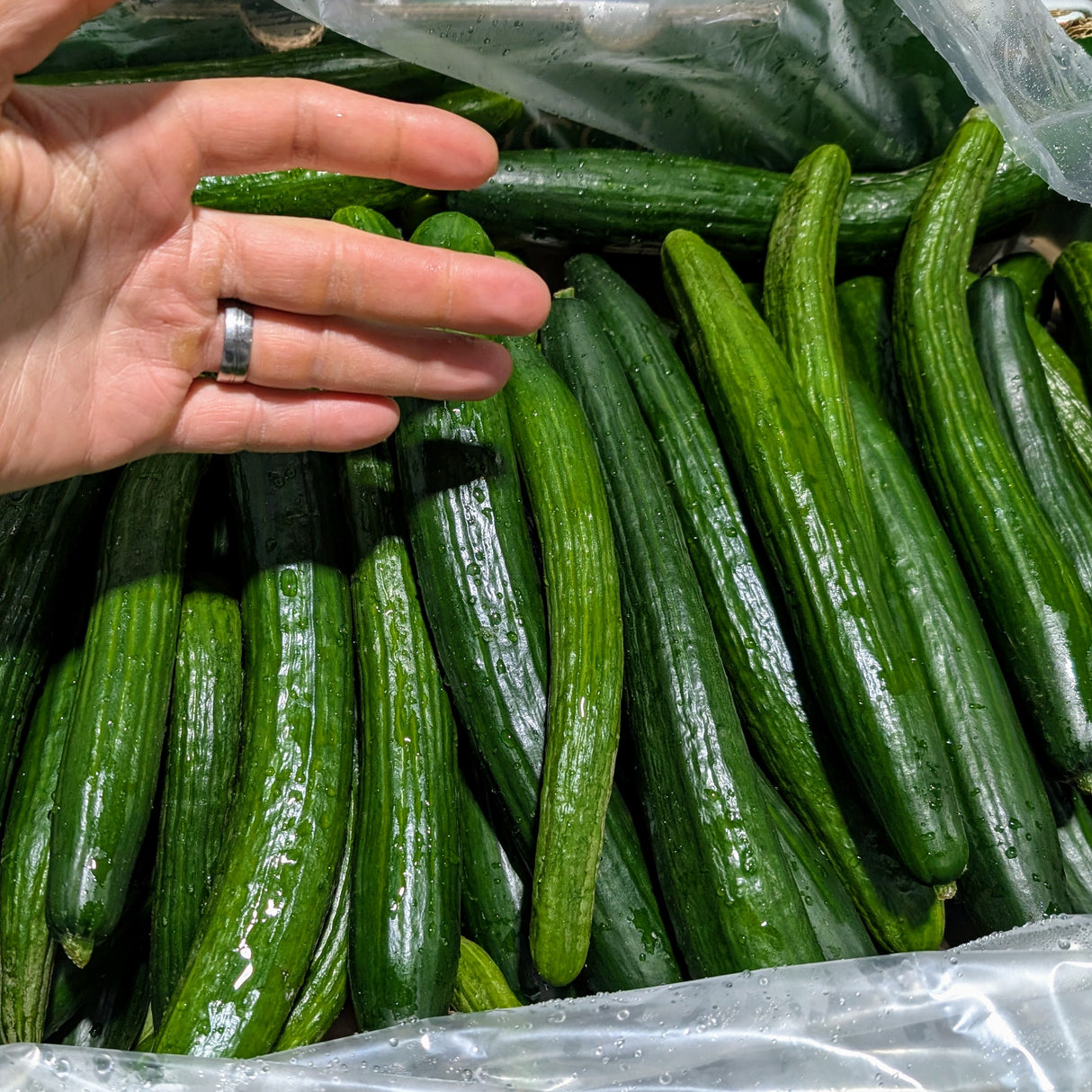 Concombre anglais artisanal Québec