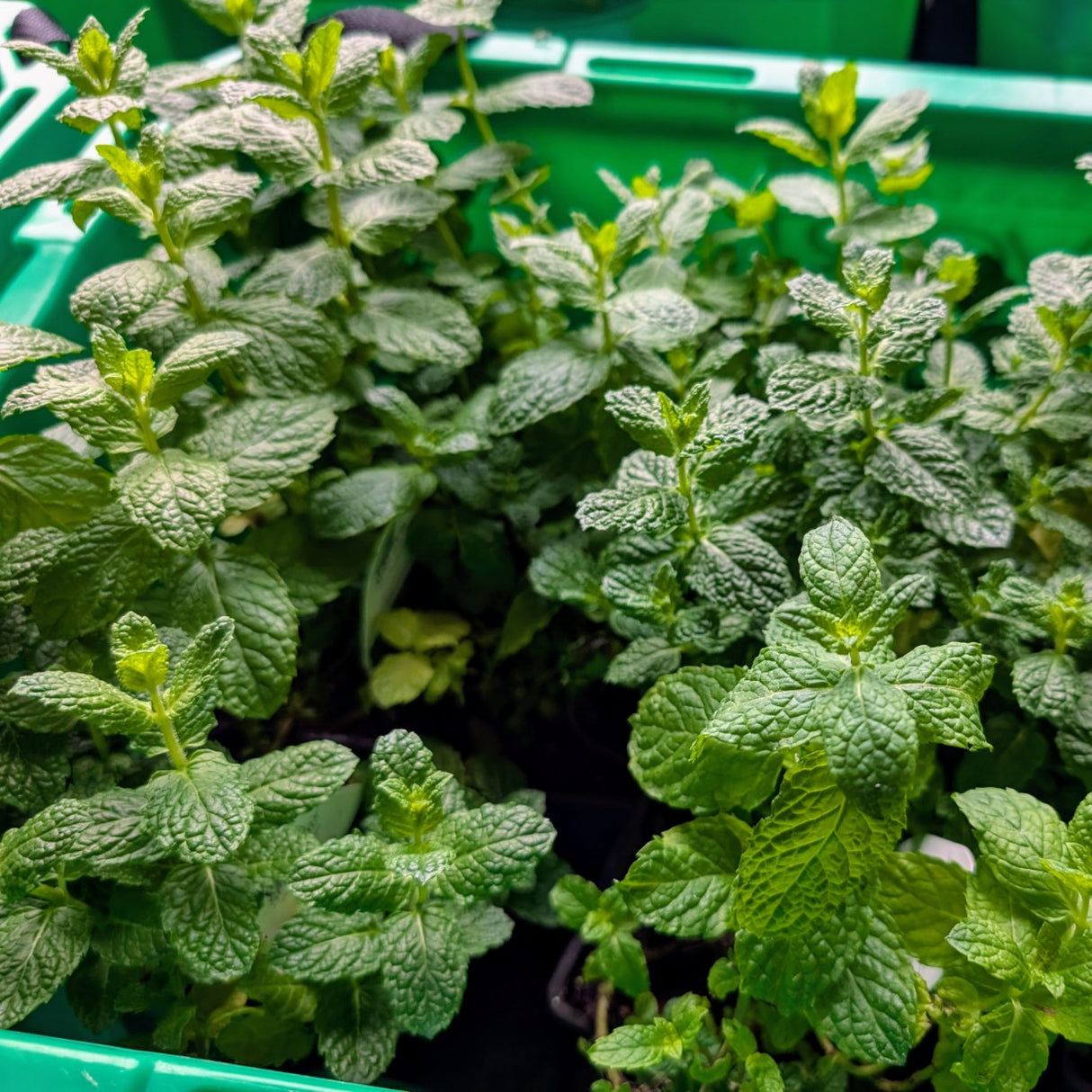 Ciboulette plant - Petit Pot