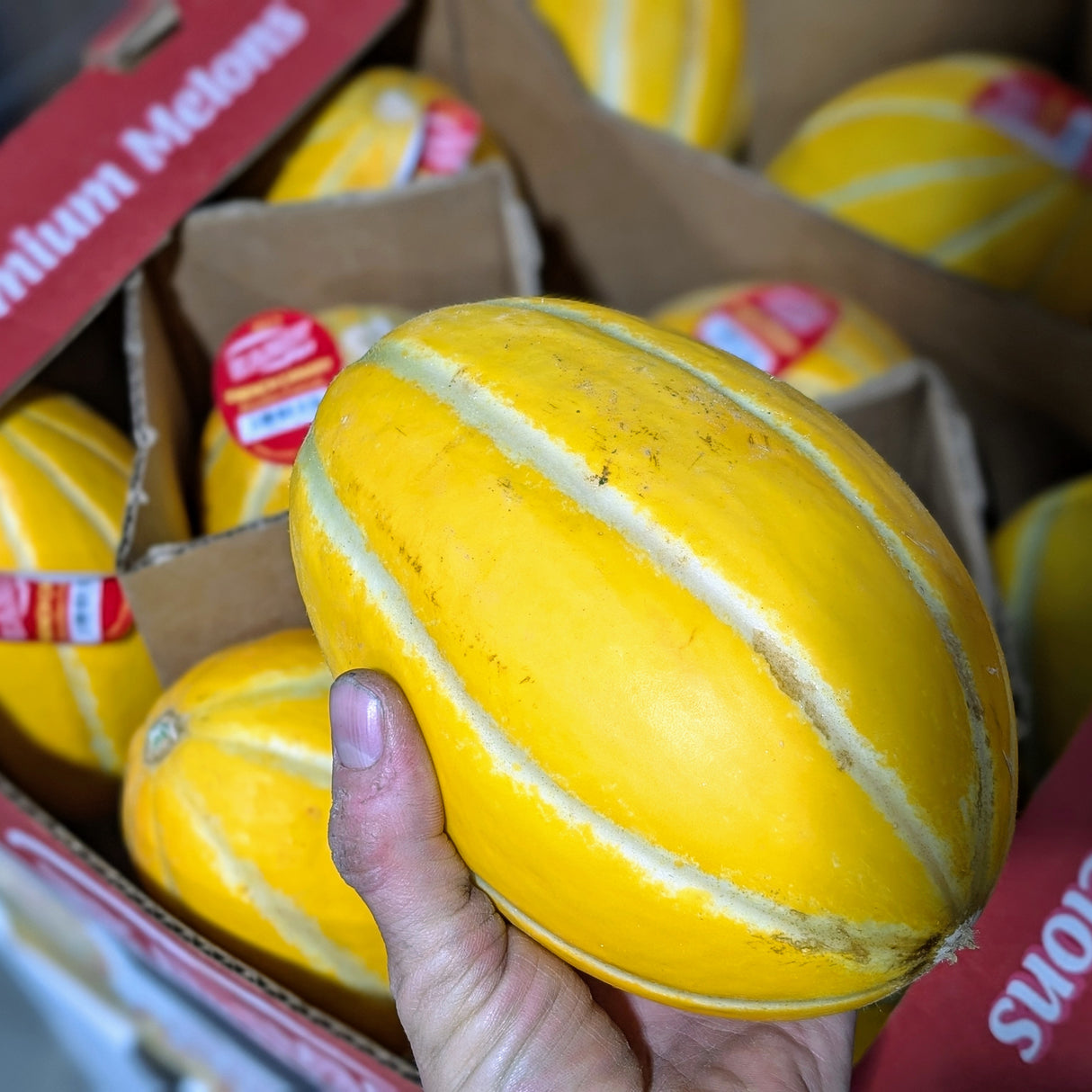 Melon Canary - Moyen