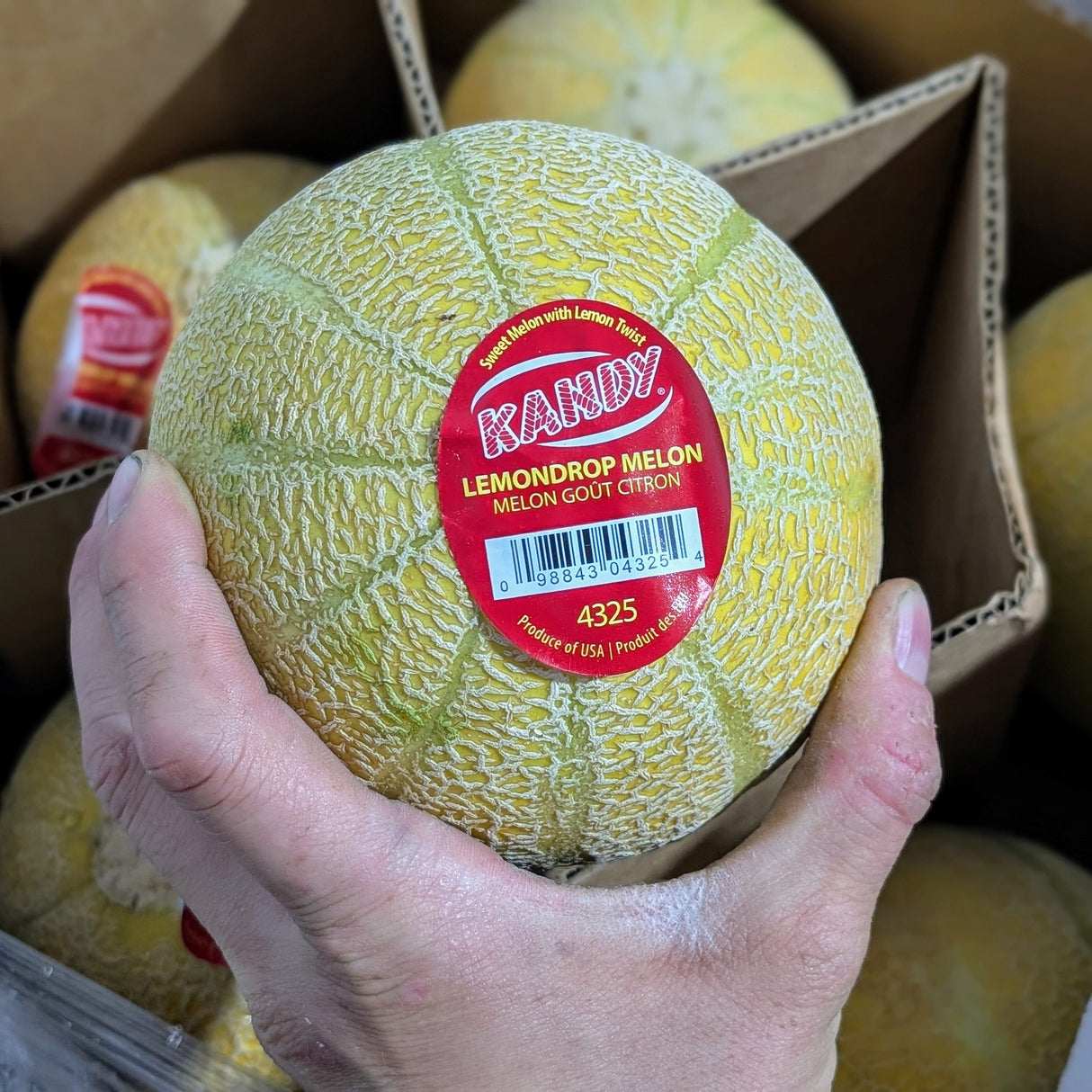 Melon citron - Moyen