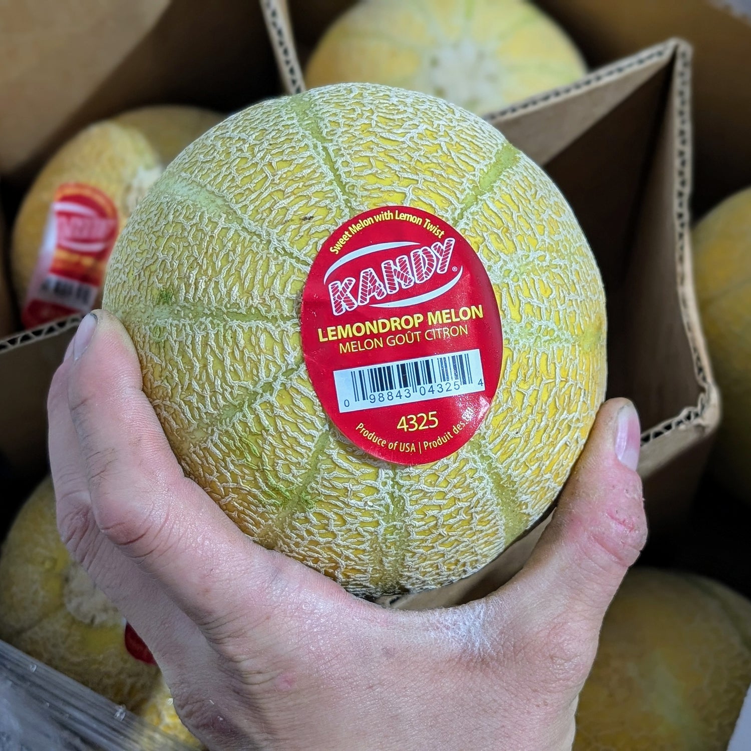Melon citron - Moyen
