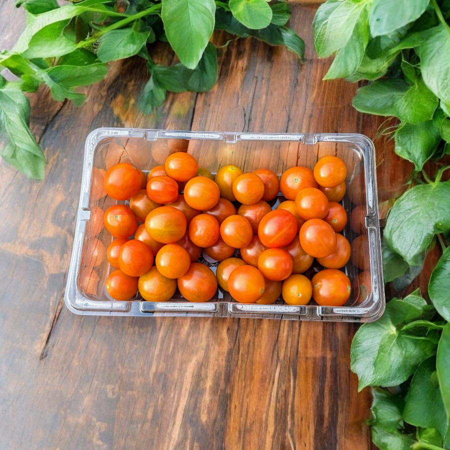 Tomates cerises COUELURS sur vigne - 340g