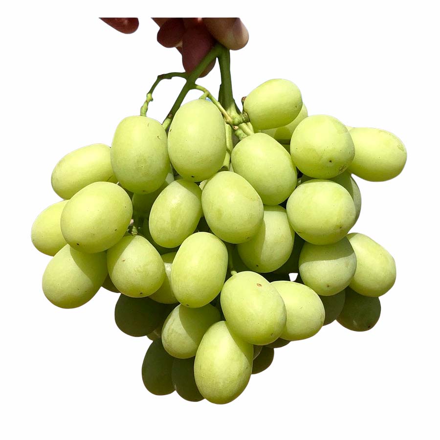 Raisins verts Sugar Crisp - Sac 2lb