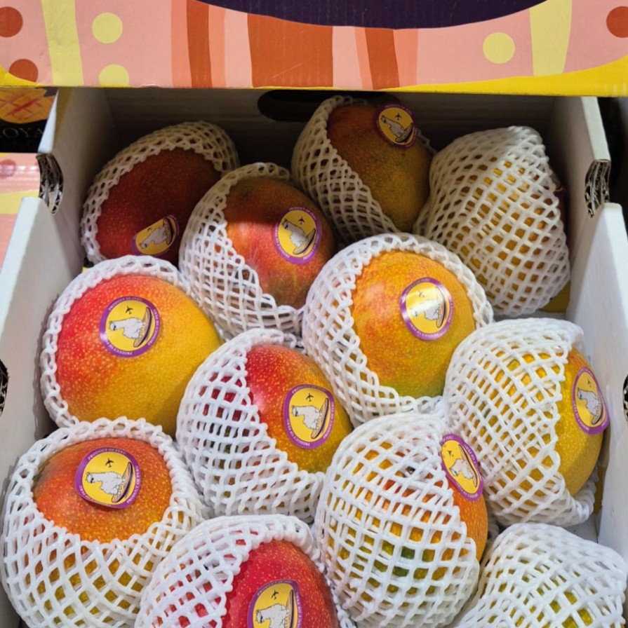 Mangue PALMER - Caisse complète