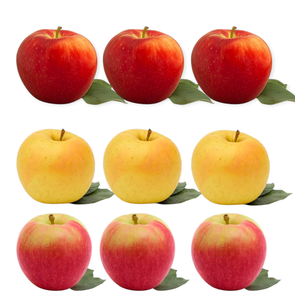 Pomme DÉCOUVERTE du VERGER (9)