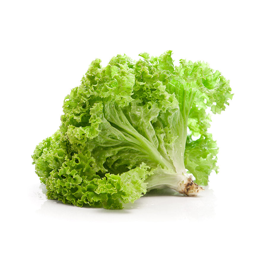Laitue frisée verte du Québec