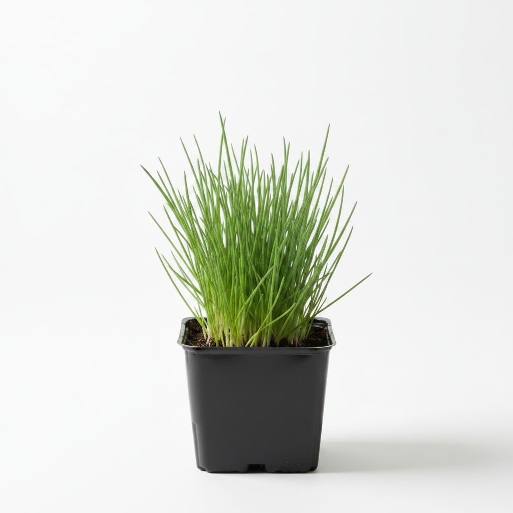 Ciboulette plant - Petit Pot