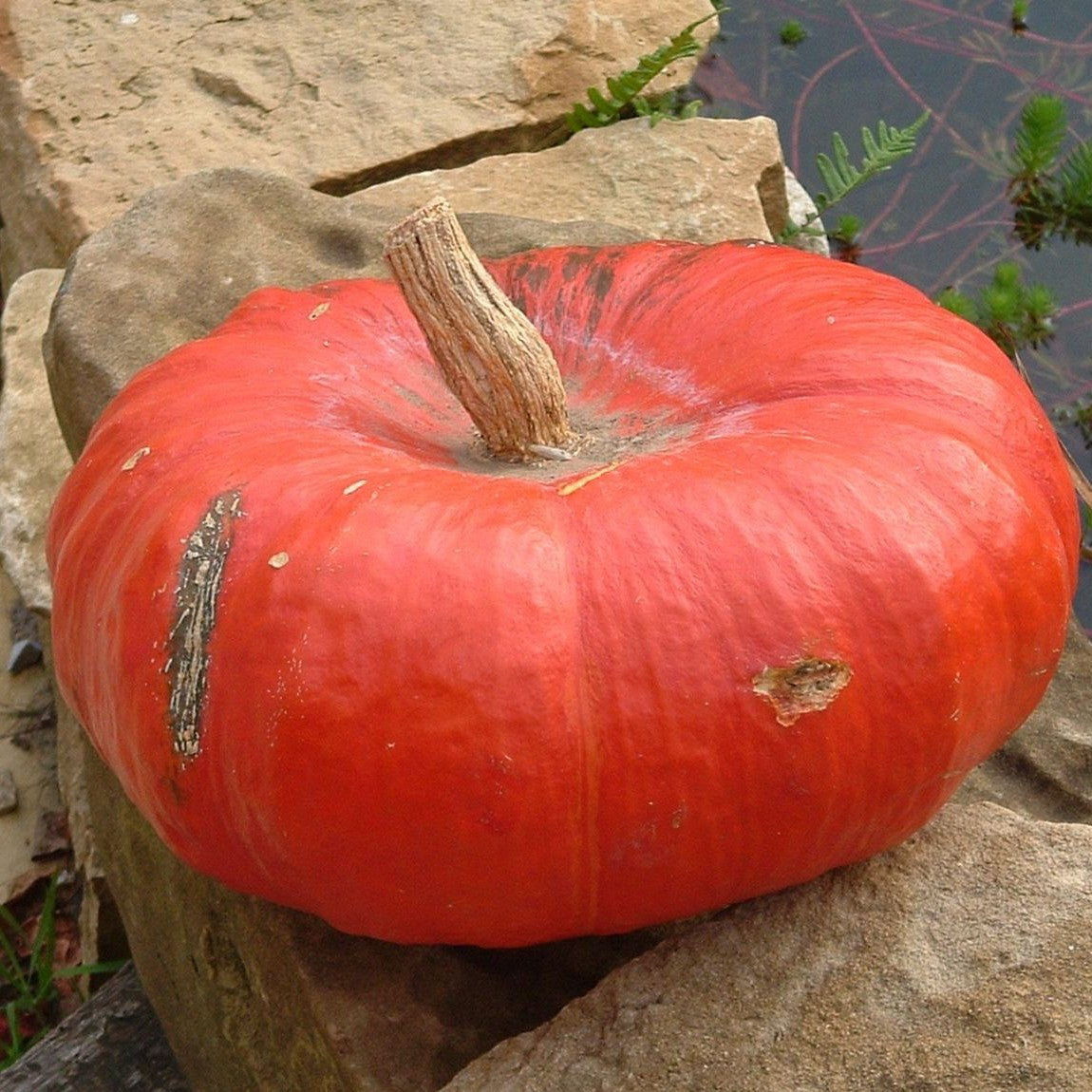 Courge MIXTES *Spécial unité*