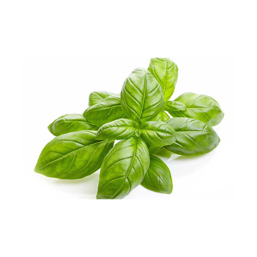 Plant de basilic BIO - Pot