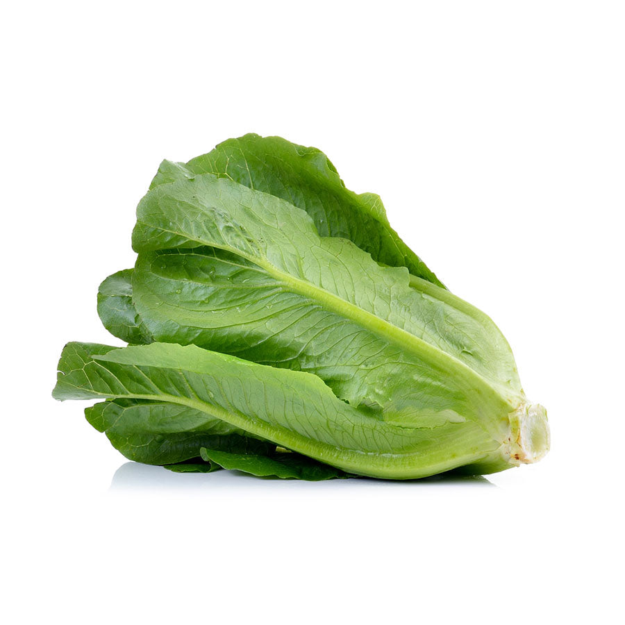 Laitue romaine du Québec