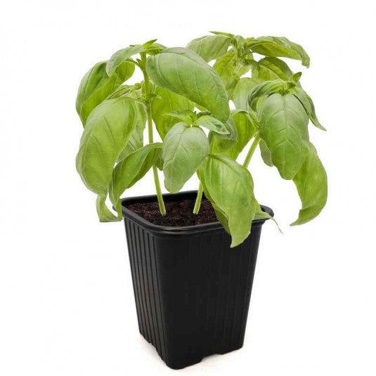 Basilic plant - Pot