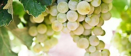 Recommandations du marchand - 4 décembre