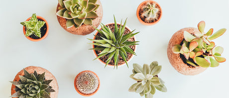 Recommandations du marchand - 27 novembre