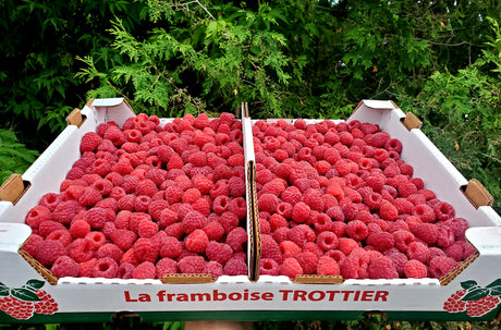 Framboises du Qc