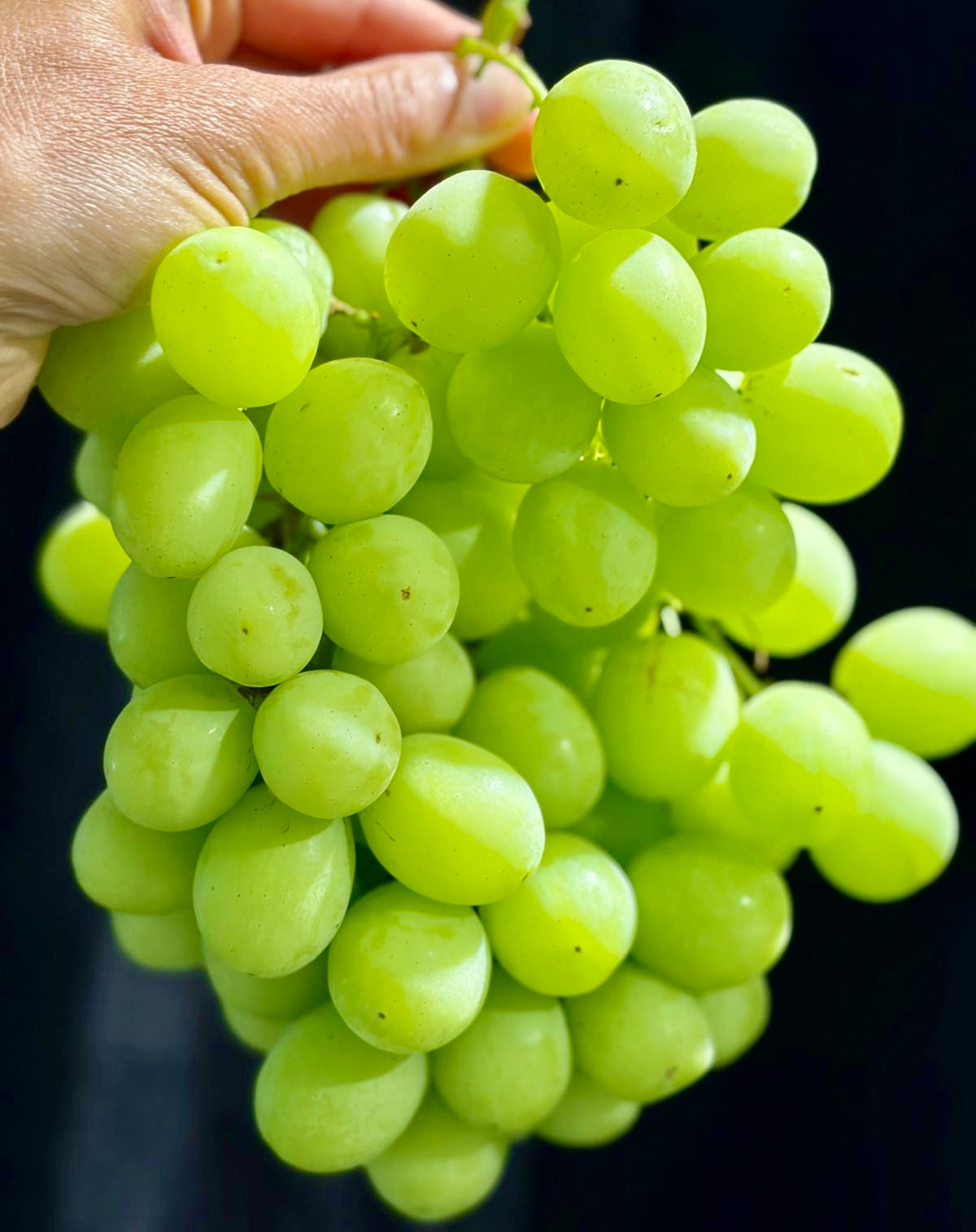 Raisins verts