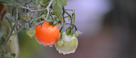 Plants potagers