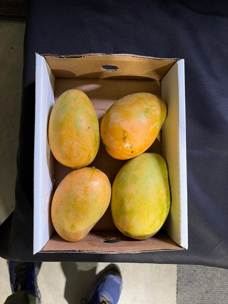 Mangue Crimson