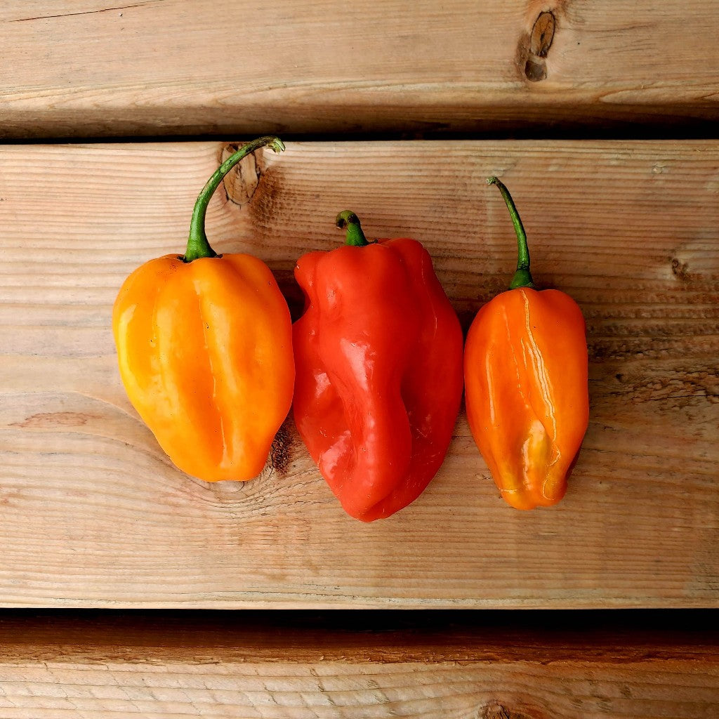 Piment fort Habanero mixtes