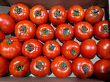 Tomate rouge BRILLANTE - Petite