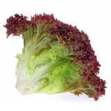 Laitue frisée rouge