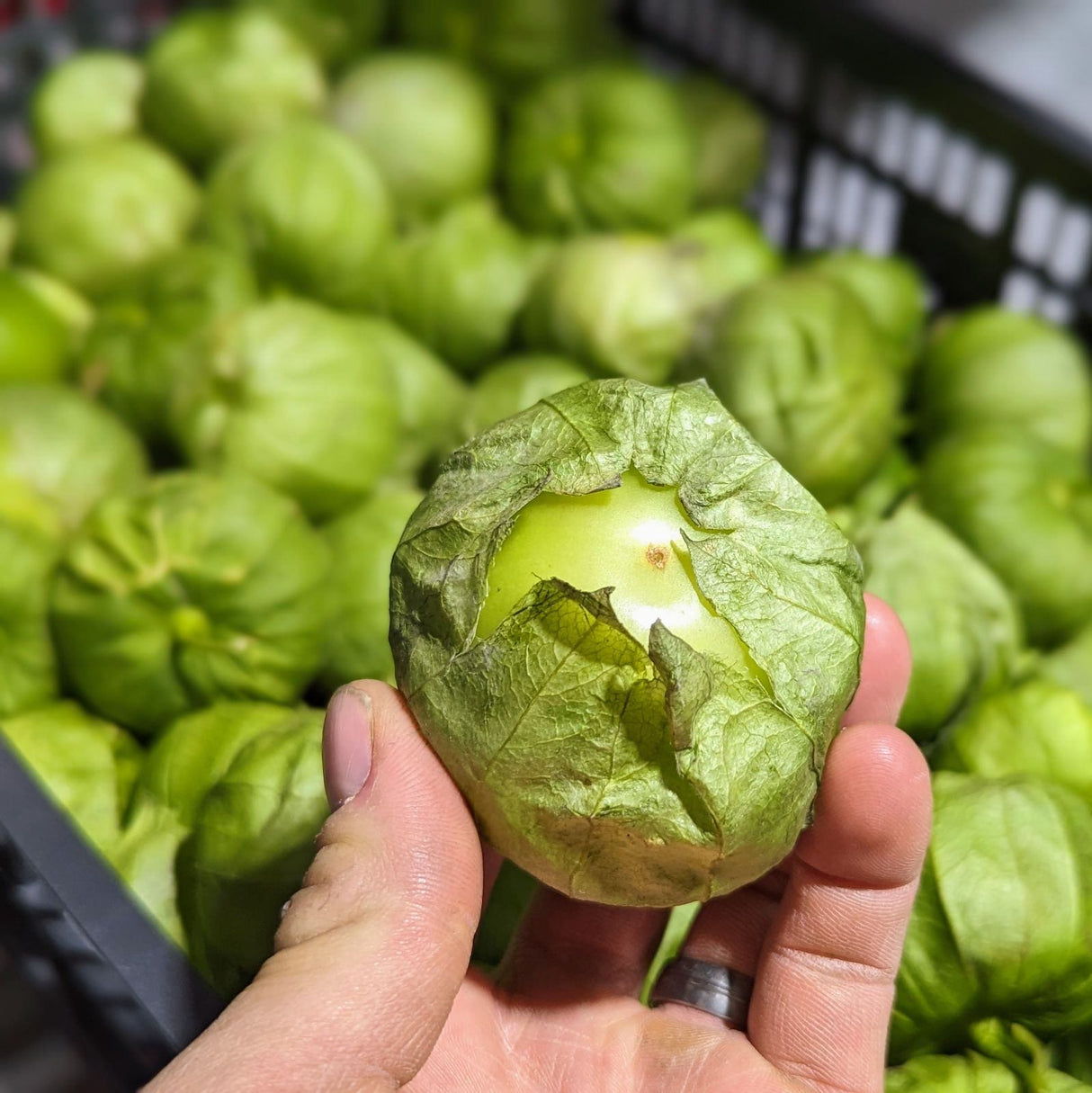 Tomatillos