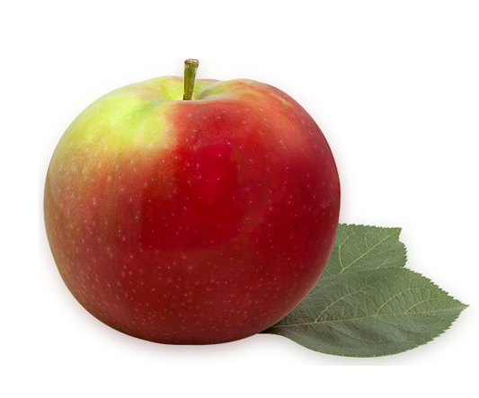 Pomme McIntosh fraîche