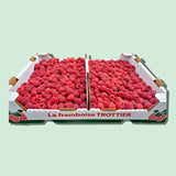 Framboises sous tunnel - Panier