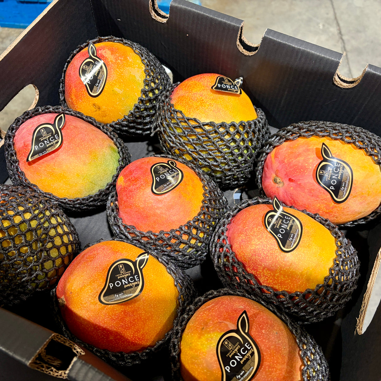 Mangue KENT *Cueillie à maturité*