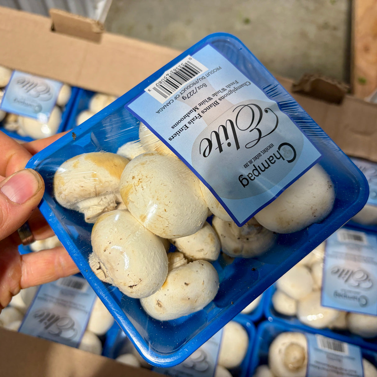 Champignons 8oz *#2*