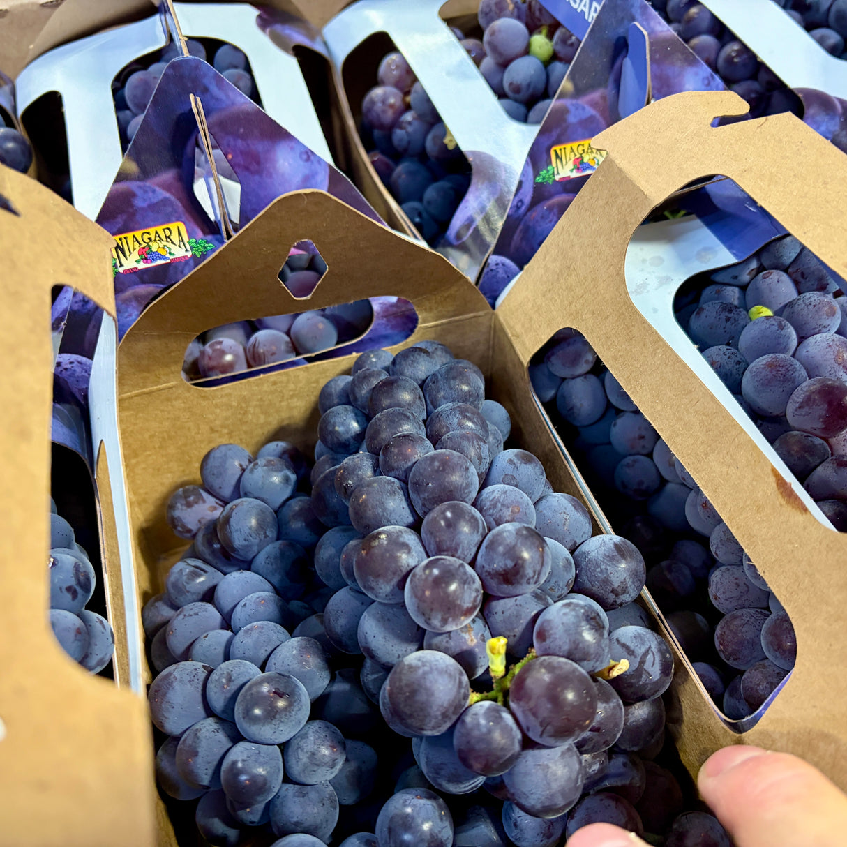 Raisins bleus - Panier 2L