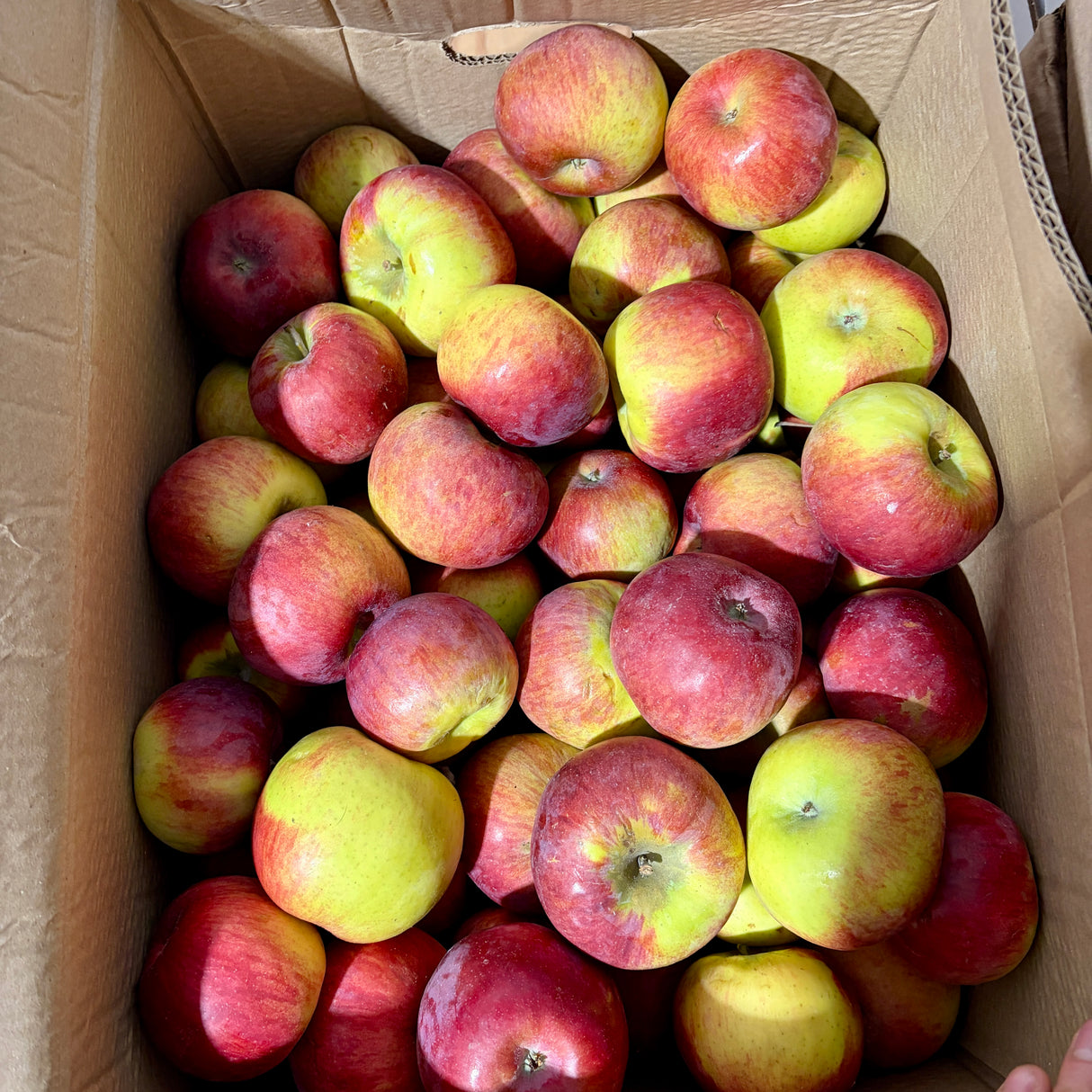 Pomme *À cuisiner Moins fermes* - Caisse 36lb