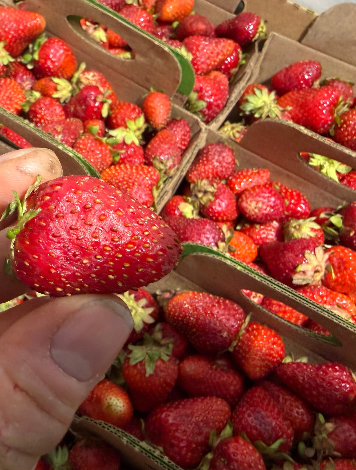 Fraises de champs #2 - VENTE RAPIDE - Crate complet (10)