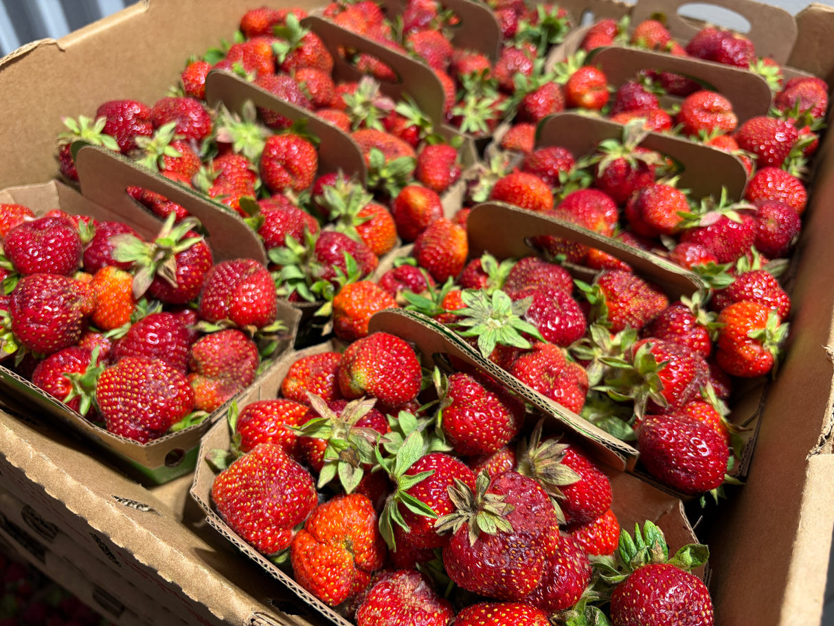 Fraises de champs #2 - VENTE RAPIDE - Crate complet (10)