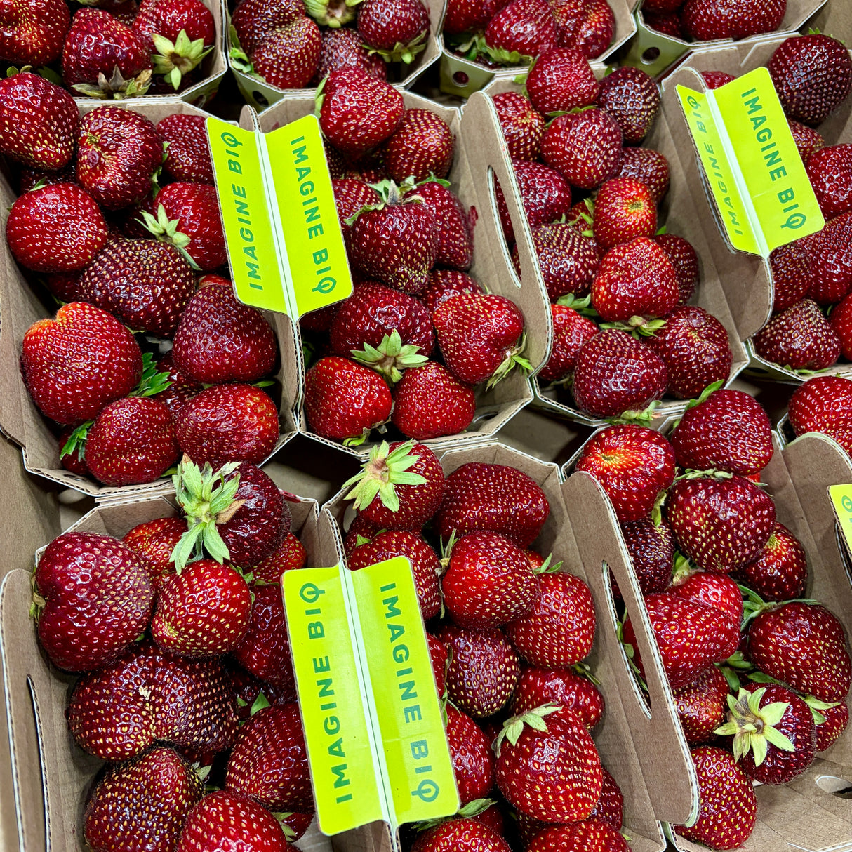 Fraises sucrées BIO - 750ml