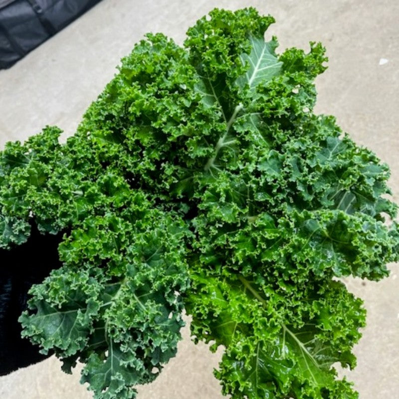 Kale vert - BROMONT